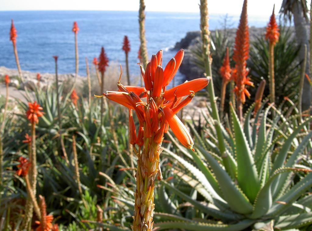 Apartamentos Parque Mar Cala D´Or Dış mekan fotoğraf